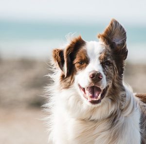 Pet Care