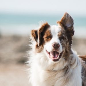 Pedigree Adult Complete Dry Food